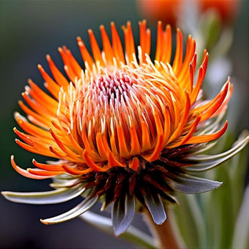 Organic Orange Yellow Protea Flower Seeds for Planting – Heirloom, Non-GMO