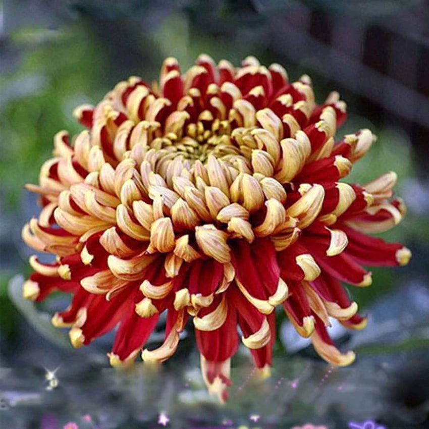 Yellow Red Chrysanthemum Flower Seeds for Planting - NON GMO Seeds seeds for planting in home garden