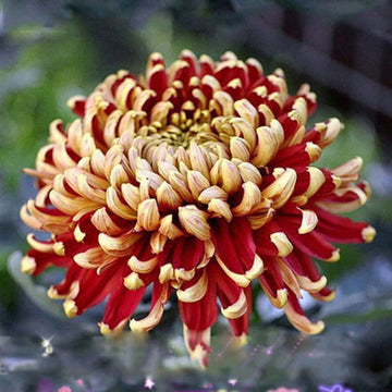 Yellow Red Chrysanthemum Flower Seeds for Planting - NON GMO Seeds