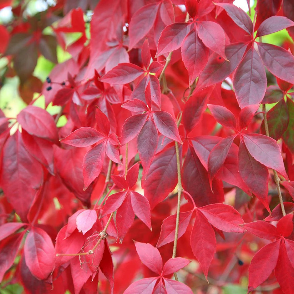 Parthenocissus Plant Seeds for planting in home garden