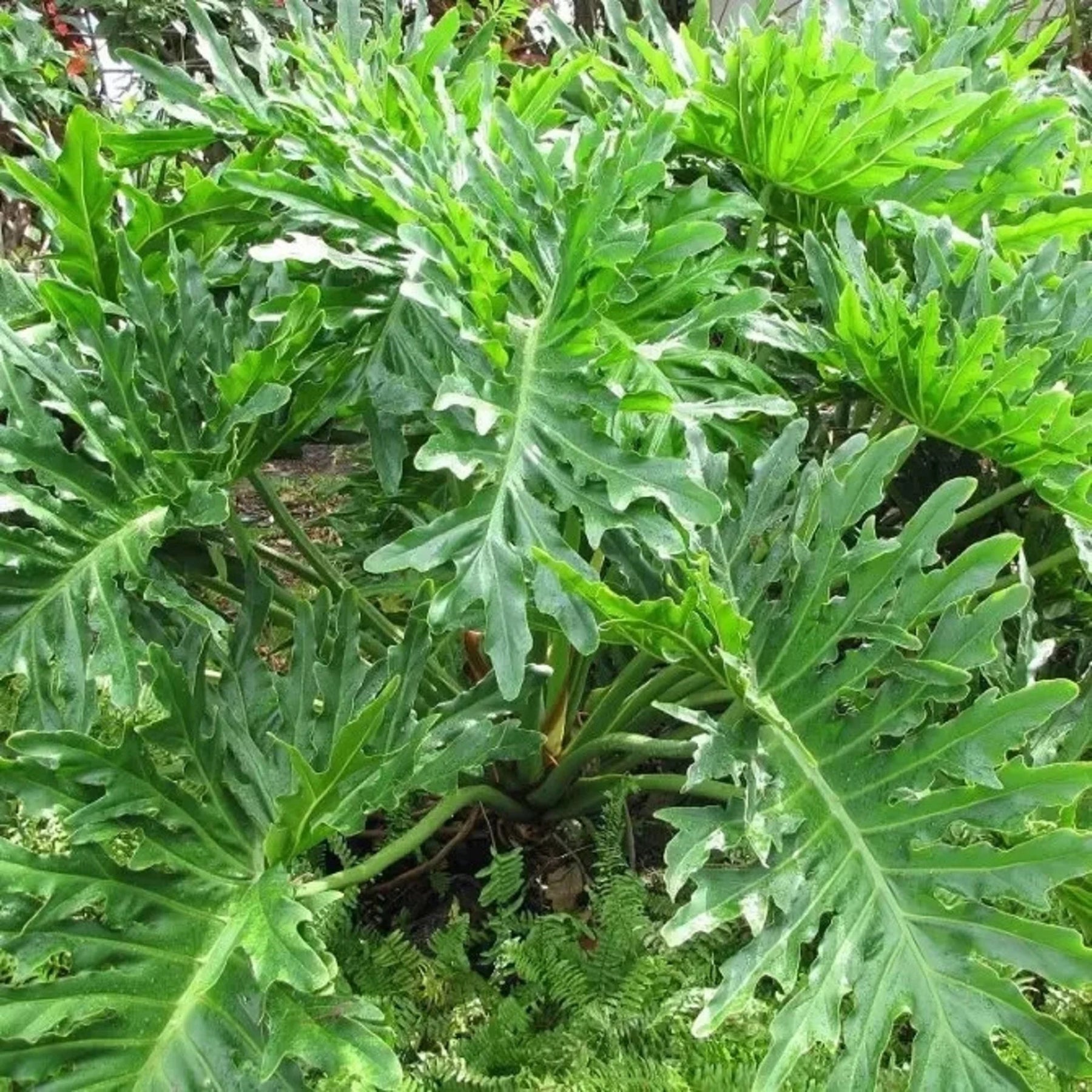 Green Philodendron Selloum Seeds for Planting - Heirloom & Non-GMO Seeds for planting for planting in home garden