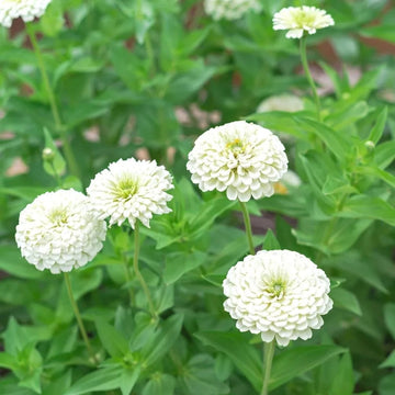 White Zinnia Flower Seeds for Planting – Non-GMO, Heirloom Garden Flower Seeds