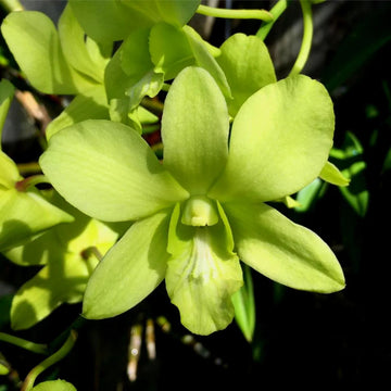 Dendrobium Green Orchid Seeds for Planting – Organic, Heirloom, Non-GMO Flower Seeds