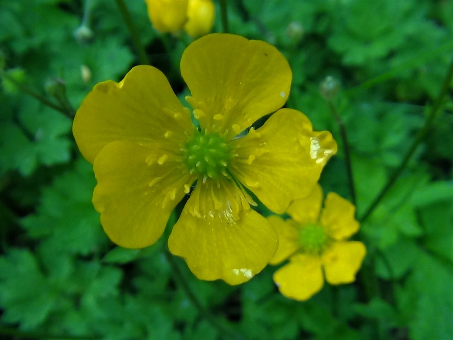 Yellow Buttercup Flower Seeds for Planting, 100 pcs seeds for planting in home garden