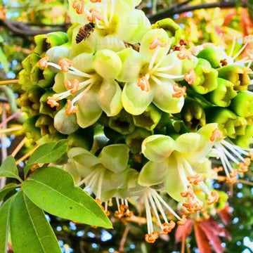 Light Yellow Ceiba Pentandra Flower Seeds for Planting - NON GMO Seeds