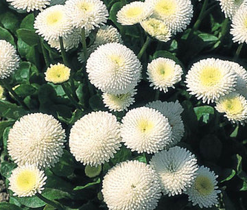 White Bellis Perennis Seeds for Planting - NON GMO Seeds