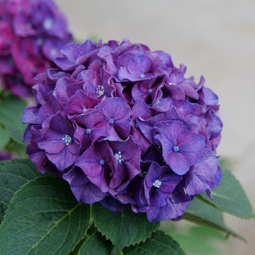 Heirloom Violet Hydrangea Flower Seeds, Non-GMO Garden Blooms for Planting
