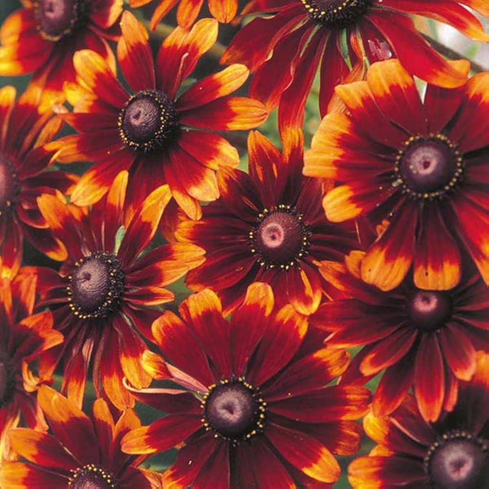Heirloom Non-GMO Chocolate Orange Rudbeckia Flower Seeds for Pollinator Gardens and Vibrant Planting for planting in home garden