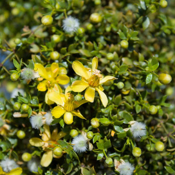 Larrea Tridentata Flower Seeds – Heirloom, Non-GMO, Desert Bloom Seeds for Drought-Tolerant Planting