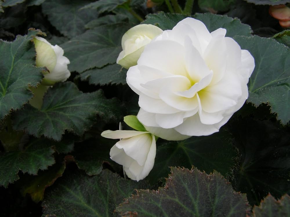 Tuberous Begonia Flower Seeds for Planting NON GMO Seeds seeds for planting in home garden