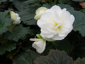 Tuberous Begonia Flower Seeds for Planting NON GMO Seeds