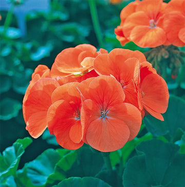 Orange Maverick Geranium flower Seeds for Planting - Heirloom & Non-GMO Seeds