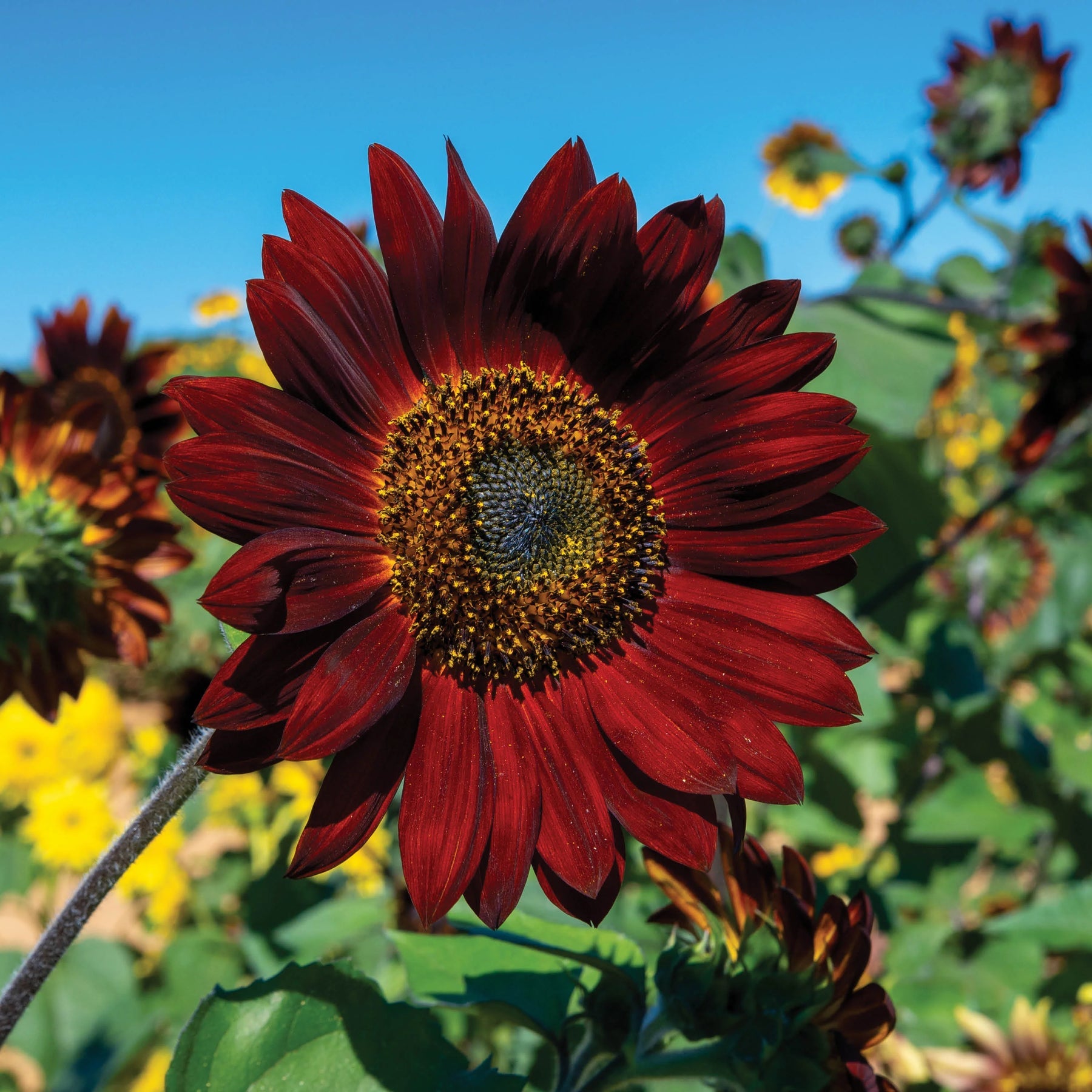Maroon Sunflower Seeds for Planting – Bold Blooms, Easy to Grow, Perfect for Gardens & Borders seeds for planting in home garden