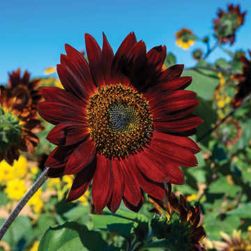 Maroon Sunflower Seeds for Planting – Bold Blooms, Easy to Grow, Perfect for Gardens & Borders