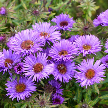 Purple Aster Novae-Angliae Seeds for Planting – Organic, Heirloom, Non-GMO Flower Seeds