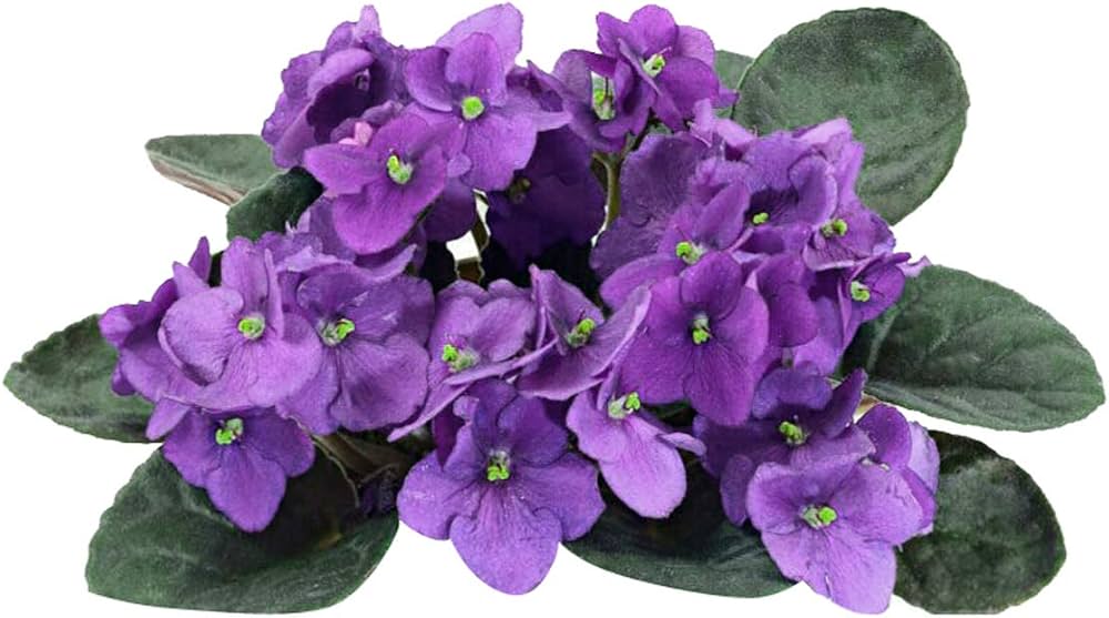 Purple White African Violet Seeds for Planting – Organic, Heirloom, Non-GMO Flower Seeds seeds for planting in home garden