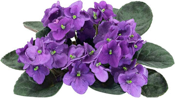 Purple White African Violet Seeds for Planting – Organic, Heirloom, Non-GMO Flower Seeds