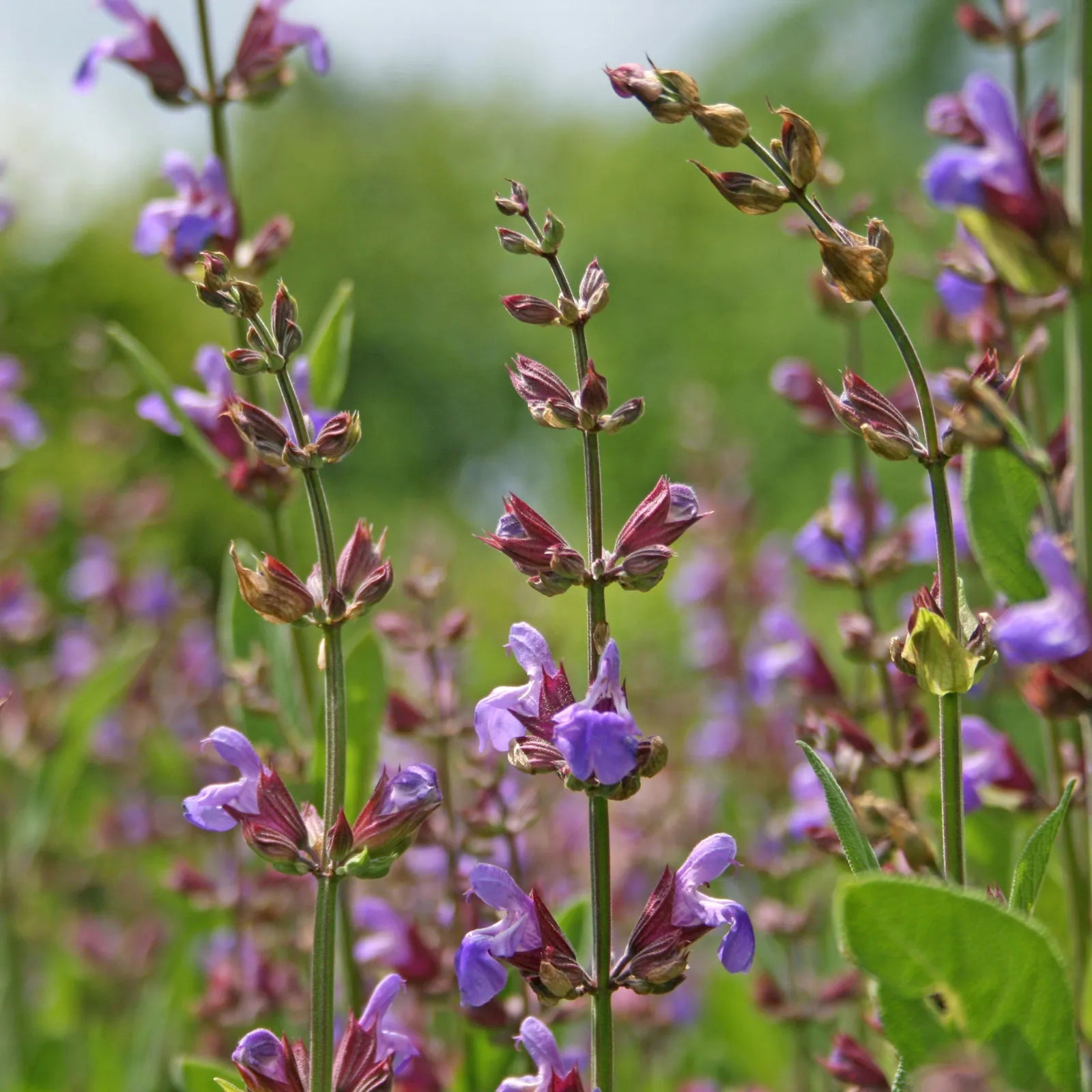 Sage Flower Seeds for planting in home garden