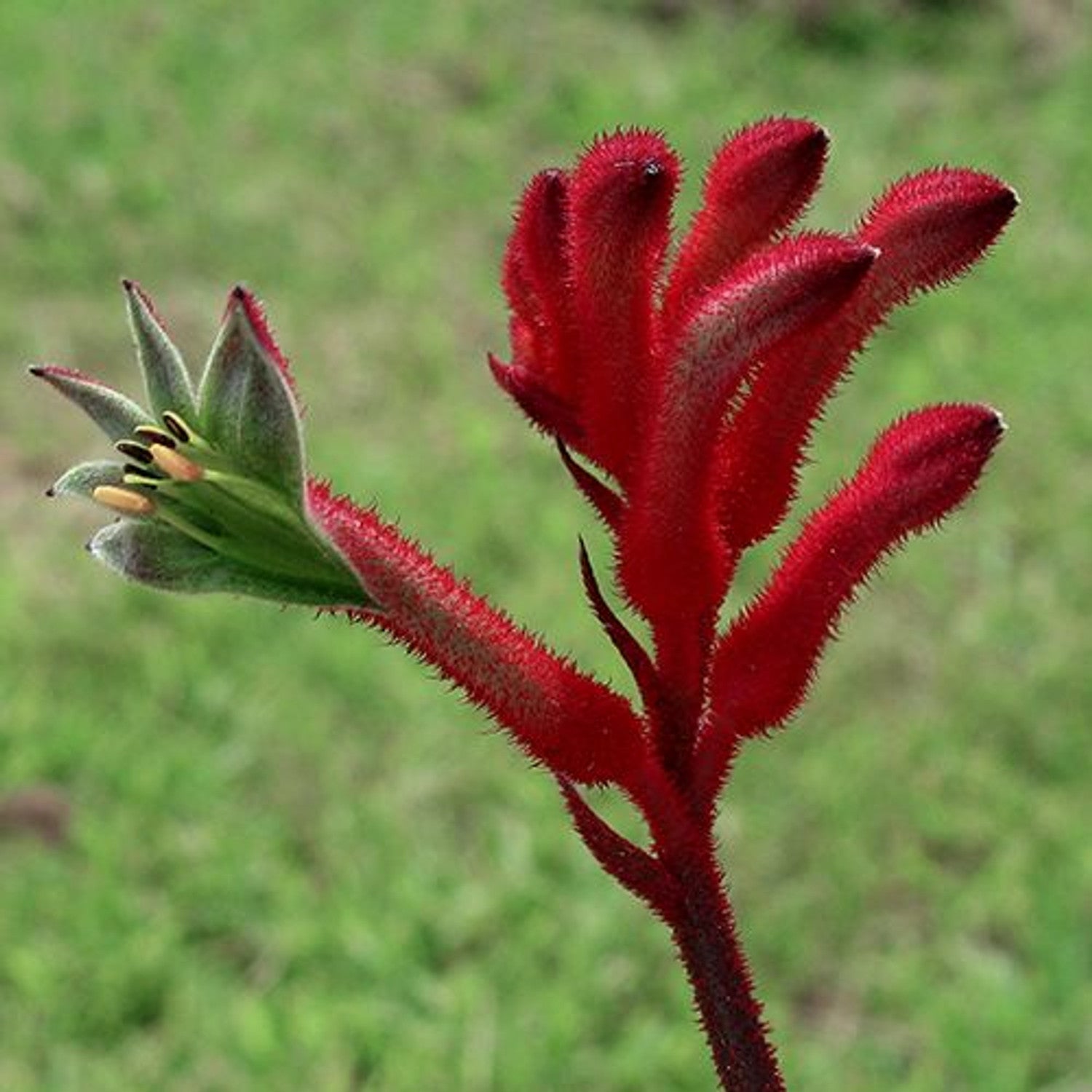 Heirloom Anigozanthos Flower Seeds, Non-GMO Kangaroo Paw Blooms for Exotic Garden Planting for planting in home garden