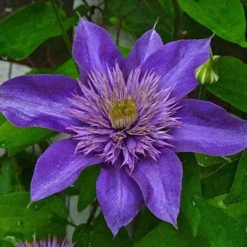 Purple Clematis Flower Seeds – Heirloom Non-GMO Climbing Vine Seeds for Planting