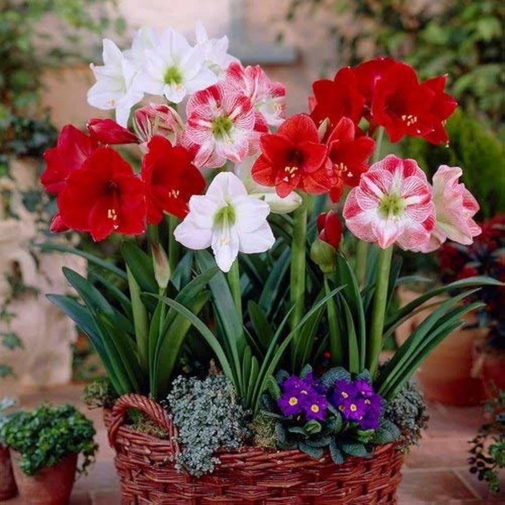 Mixed Amaryllis flower seeds for planting in home garden