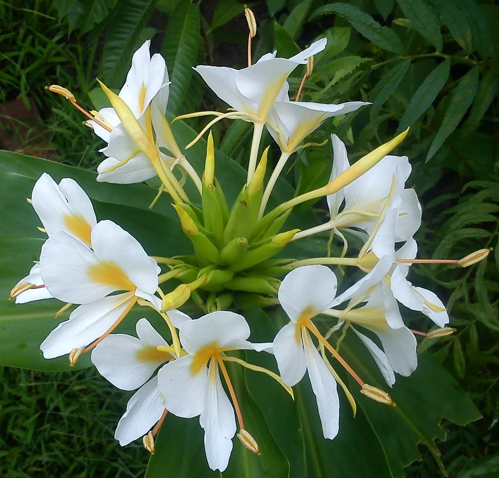 White Ginger Lily (Hedychium coronarium) Flower Seeds for Planting for planting in home garden