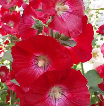 Alcea Red Hollyhock Seeds for Planting – Organic, Heirloom, Non-GMO Flower Seeds