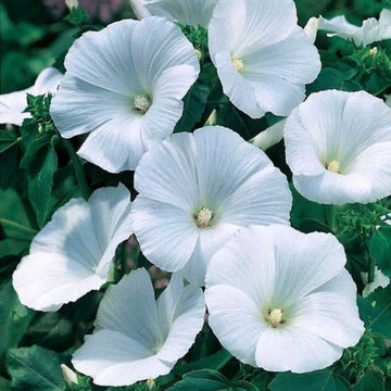 Organic White Pansy Flower Seeds for Planting – Heirloom, Non-GMO Garden Seeds