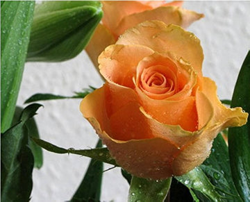 Light Orange Rose Plant Seeds Non-GMO Heirloom Garden Seeds for Planting Ideal for Home Gardens