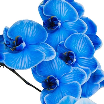 Blue Butterfly Orchid Flower Seeds for Planting – Heirloom, NON-GMO, Easy to Grow Garden Blooms