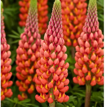 Heirloom Non-GMO Orange Lupine Flower Seeds for Tall Spikes and Pollinator Garden Planting