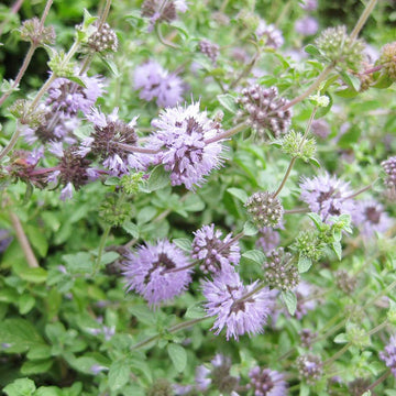 Heirloom Non-GMO Purple Pennyroyal Flower Seeds – Aromatic Blooms for Garden Planting