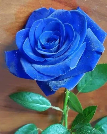 Thai Blue Rose Flower Plant Seeds for Planting - Non-GMO Heirloom Garden Seeds for Growing