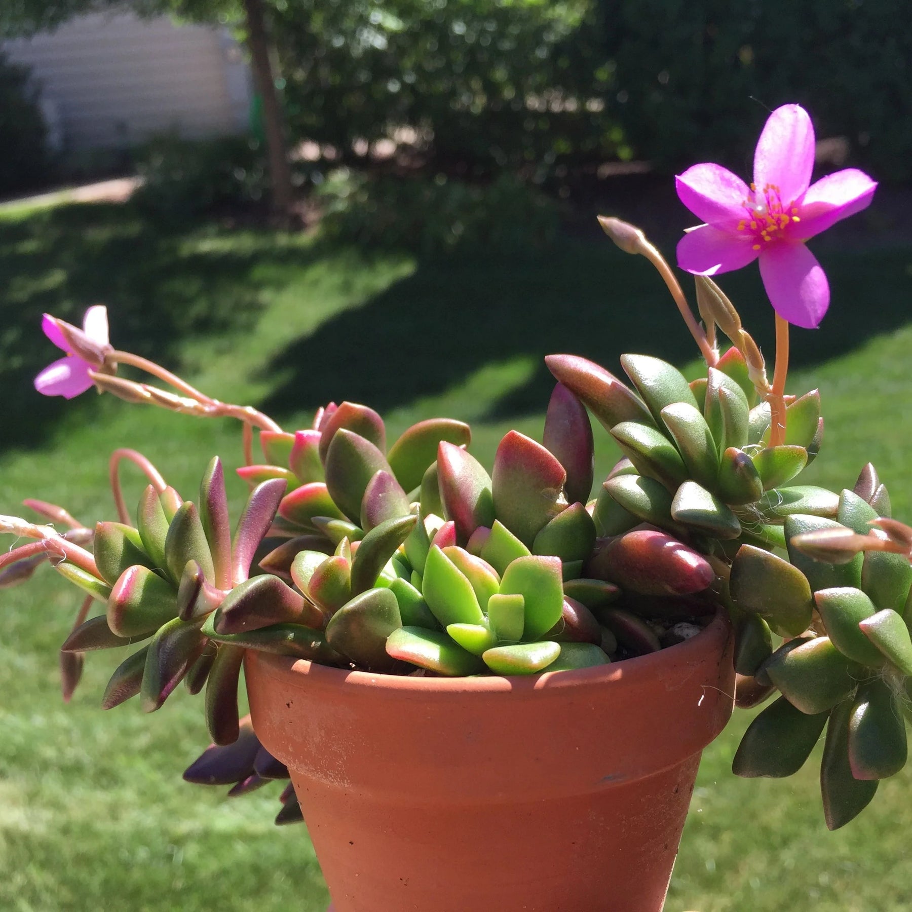 Pink Anacampseros Plant Seeds for Planting - 100 pcs seeds for planting in home garden