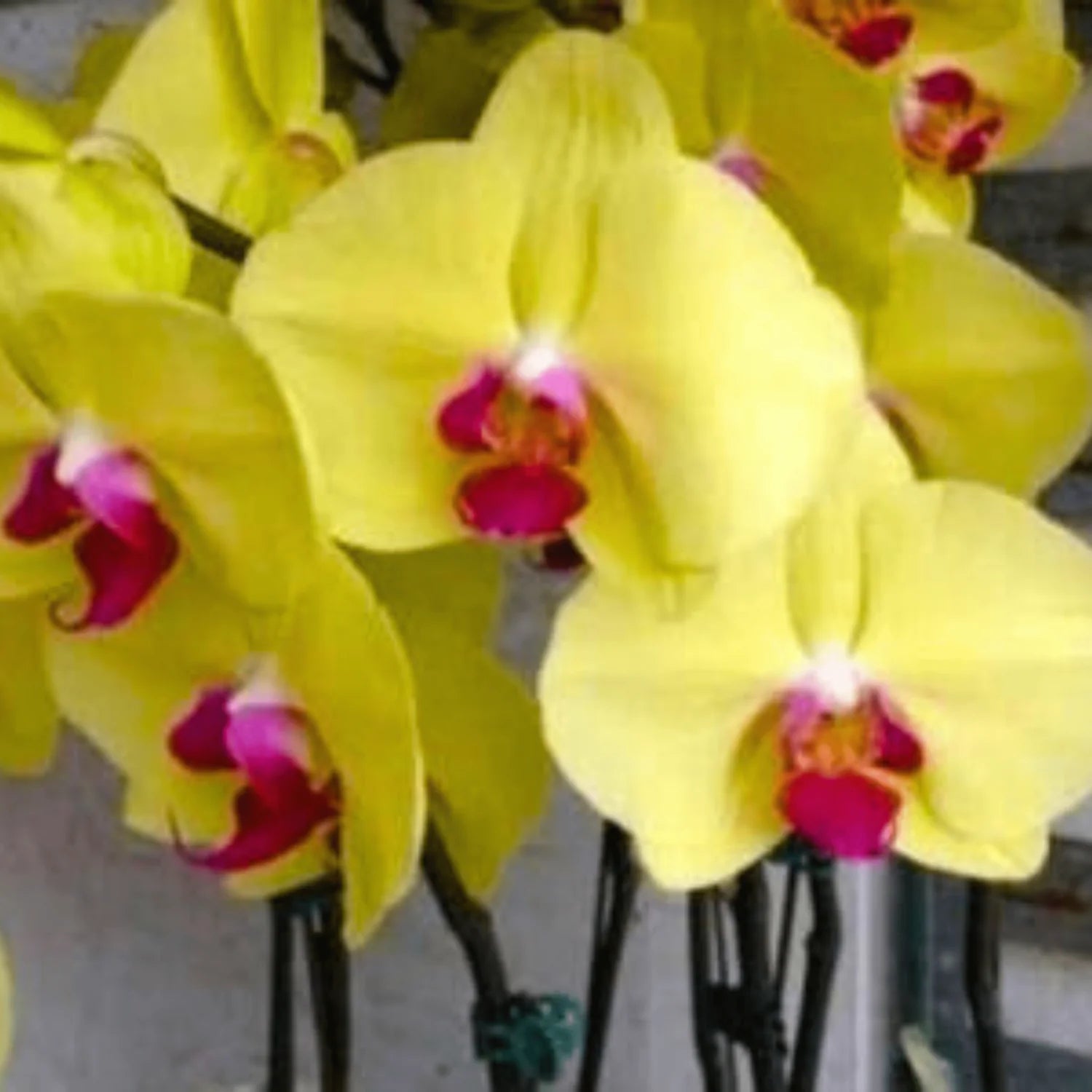 Heirloom Yellow Phalaenopsis Orchid Flower Seeds – Non-GMO Exotic Blooms for Planting seeds for planting in home garden