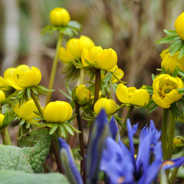 Heirloom Non-GMO Yellow Aconite Flower Seeds for Early Spring Gardens and Vibrant Bloom Displays