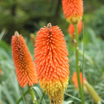 Heirloom Non-GMO Kniphofia Uvaria Flower Seeds for Planting – Exotic Torch-Lily Blooming Seeds