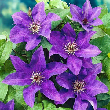 Purple Clematis Seeds for Planting - NON GMO Seeds