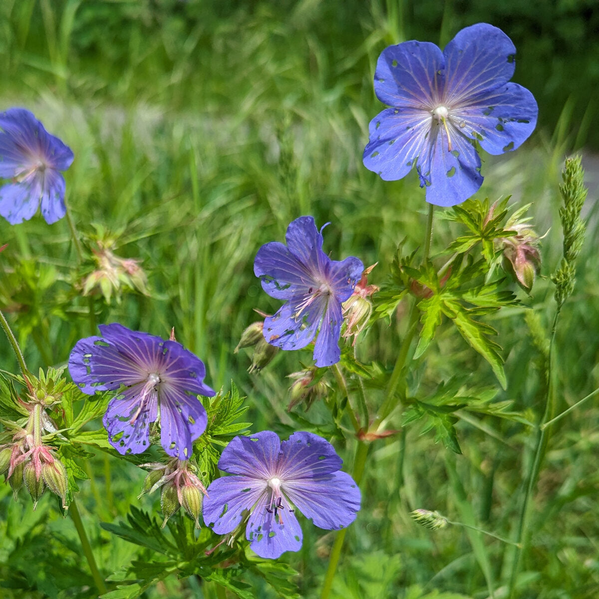 Heirloom Non-GMO Geranium Pratense Flower Seeds for Planting for planting in home garden