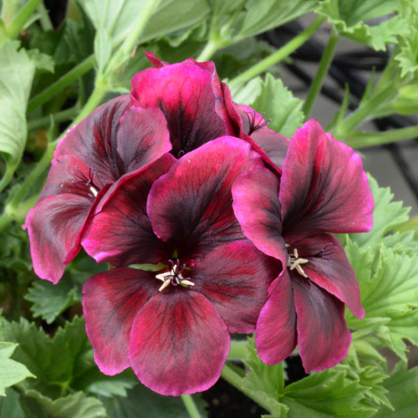 Heirloom Non-GMO Chocolate Geranium Flower Seeds for Planting for planting in home garden