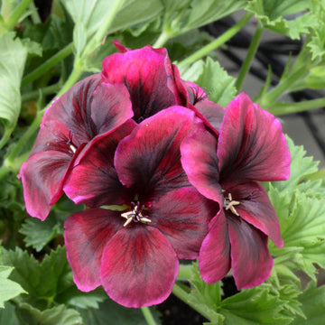 Heirloom Non-GMO Chocolate Geranium Flower Seeds for Planting – Rich Colored Garden Blooms