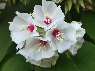 Dombeya Burgessiae Flower Seeds for Planting, NON GMO Seeds