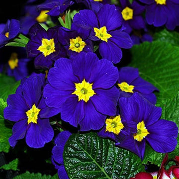 Heirloom Non-GMO Primula Acaulis Flower Seeds for Garden Planting – Early Spring Colorful Blooms