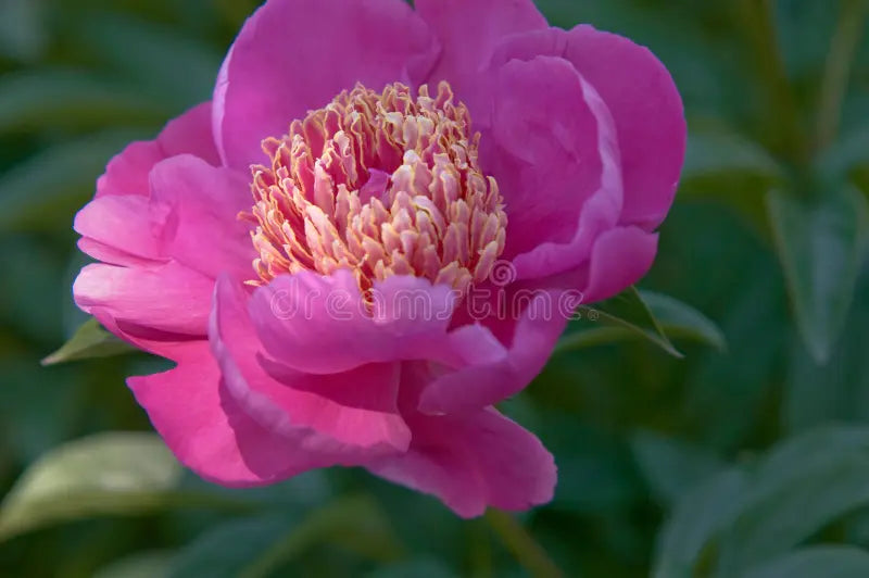 Pink Paeonia Tenuifolia Flower Seeds for Planting - 100 pcs seeds for planting in home garden