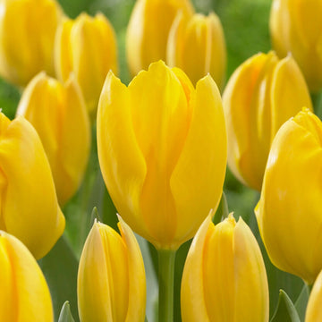 Yellow Tulip Flower Seeds for Planting – Vibrant Blooms, Heirloom, Non-GMO Seeds