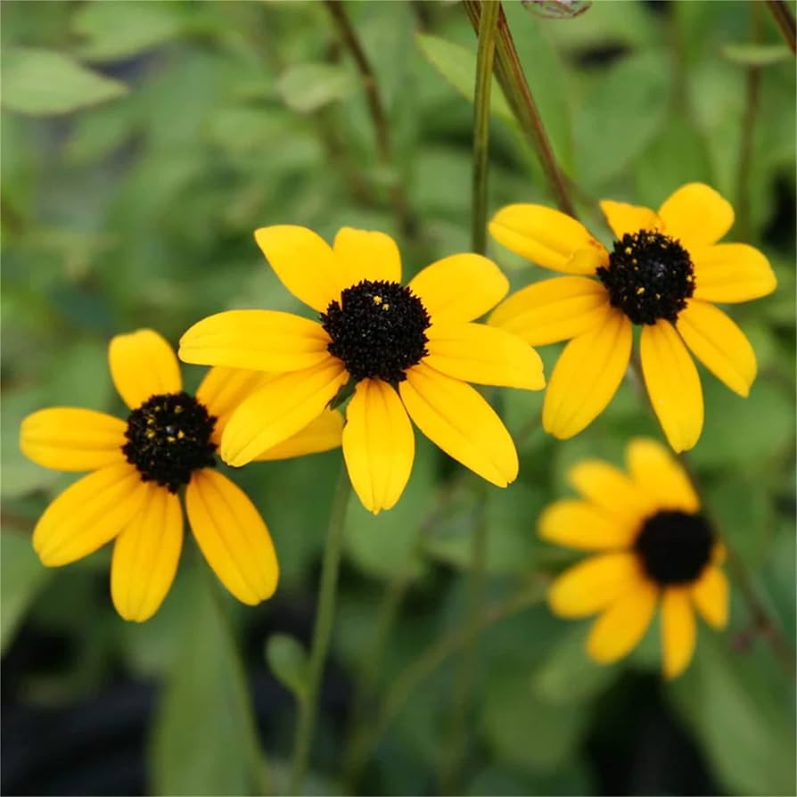 Yellow Rudbeckia Triloba Flower Seeds for Planting Wildflowers - Heirloom & Non GMO for planting in home garden