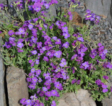 Heirloom Non-GMO Aubrieta Flower Seeds for Planting – Vibrant Ground Cover for Rock Gardens