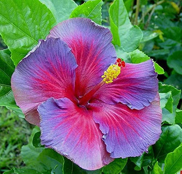 Heirloom Non-GMO Purple Pink Hibiscus Flower Seeds – Vibrant Tropical Blooms for Garden Planting