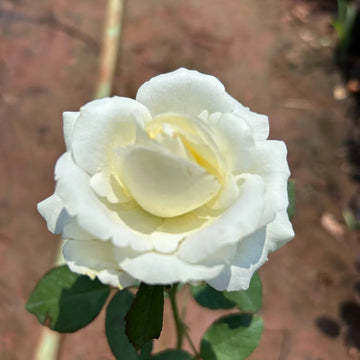 White Rose Heirloom Non-GMO Seeds for Planting