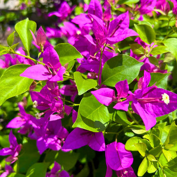 Organic Purple Bougainvillea Flower Seeds for Planting – Heirloom & Non-GMO Garden Seeds